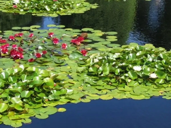 water lily lake aquatic plant