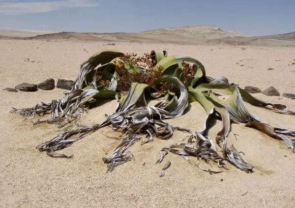 welwitschia mirabillis namibia fossil