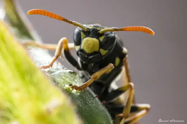 wespe wasp