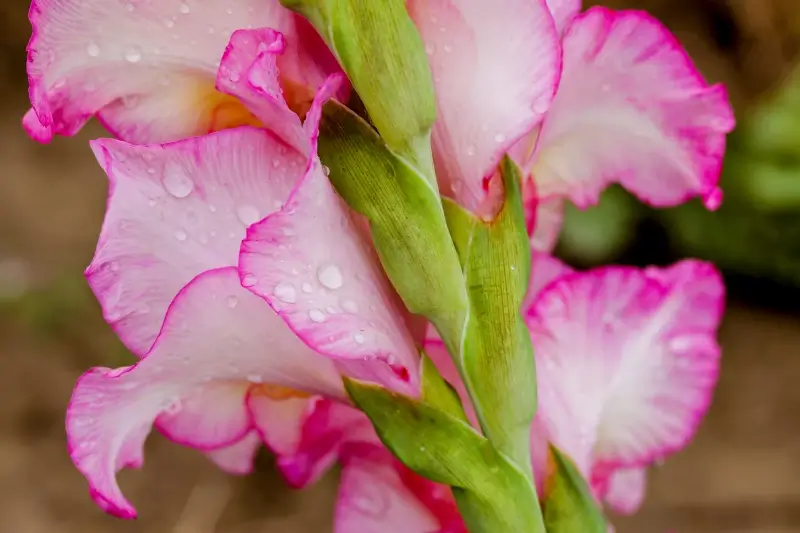 wet Gladiolus flora backdrop picture elegant bright closeup 