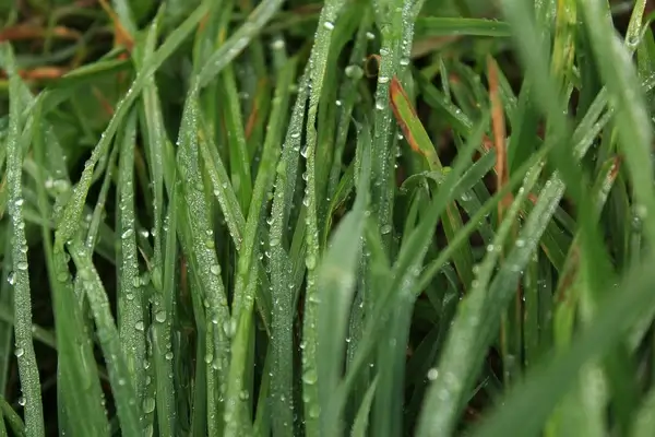 wet grass