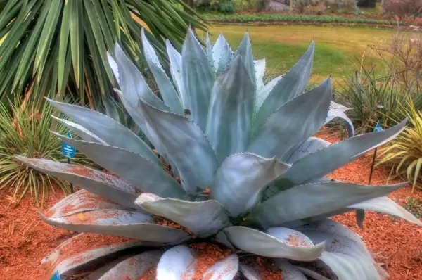 whale039s tongue agave