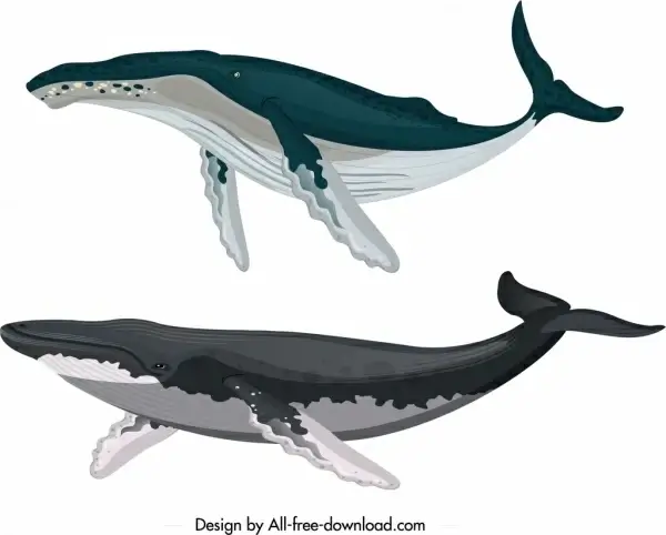 whale creature icons colored cartoon sketch
