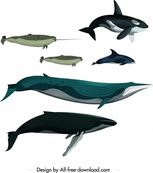 whale fish school drawing colored cartoon sketch