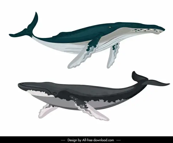 whale species icons swimming sketch