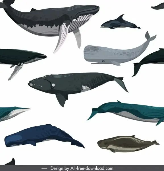 whales pattern template colored swimming species icons sketch