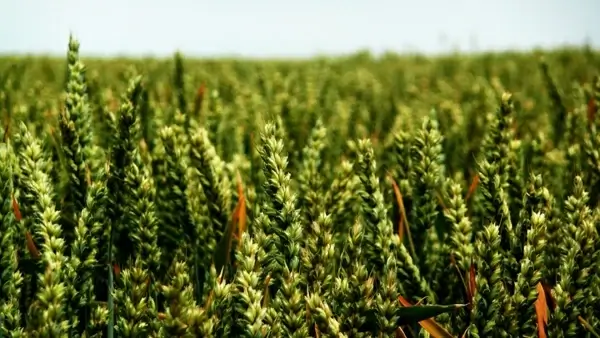 wheat