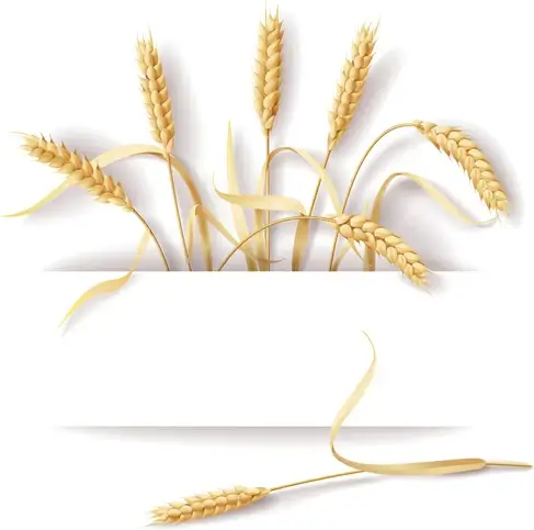wheat and white background vector