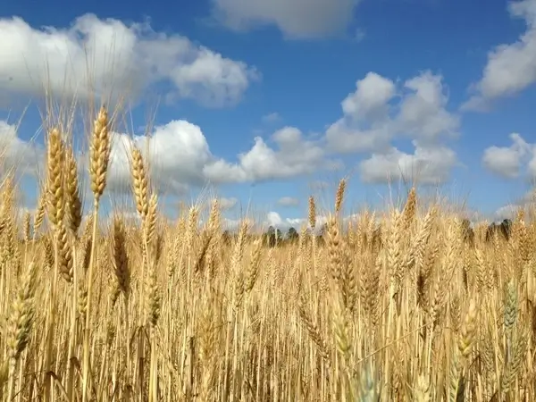 wheat field blue sky clouds