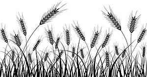 wheat silhouette vector