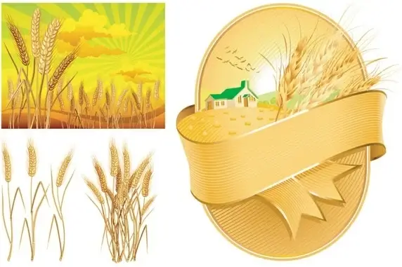 wheat theme vector