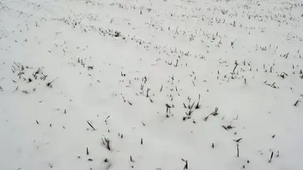 Wheat under the snow