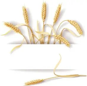 wheat with paper background vector