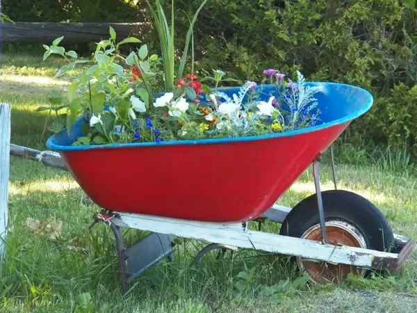 wheelbarrow full of flowers