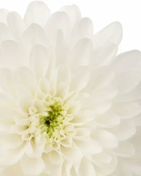 white dahlia