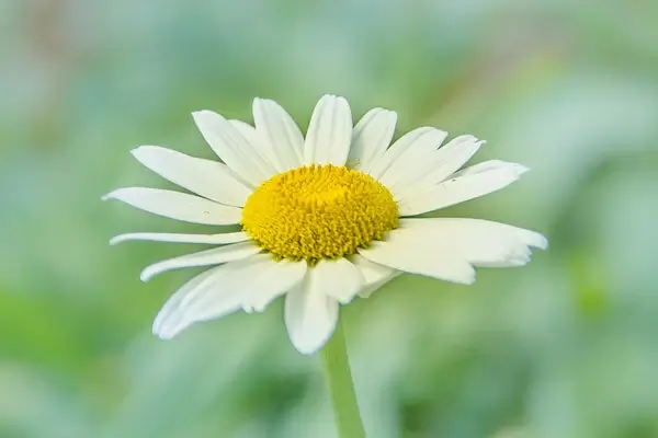 white daisy