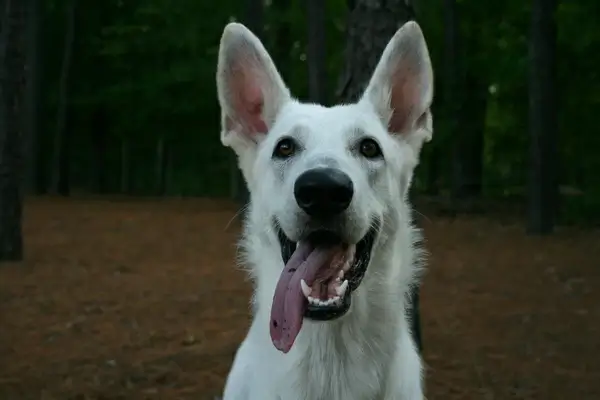 white dog says hi