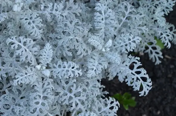 white fern