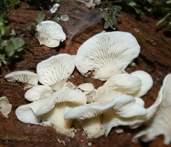 white fungi