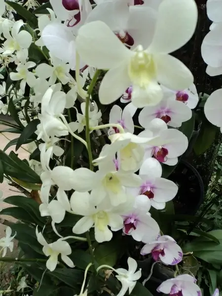 white orchids 2