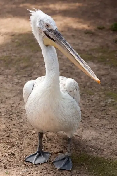 white pelican