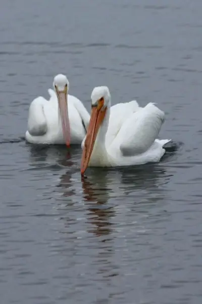 white pelicans swimming