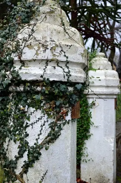 white pillar and ivy