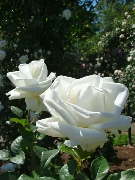 white rose