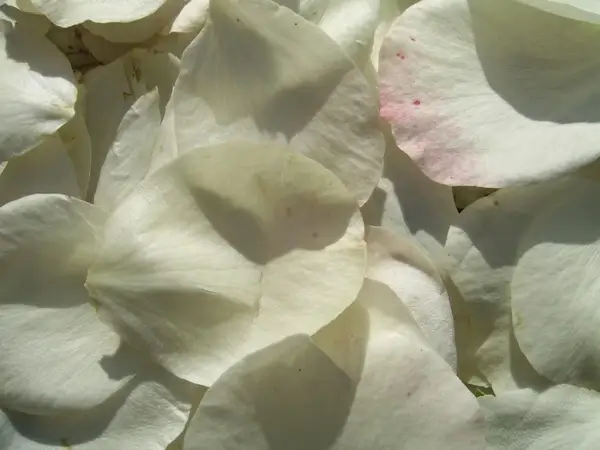 white rose petals