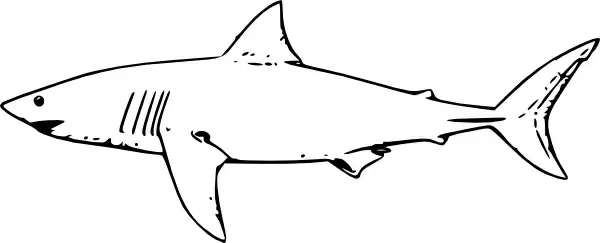 White Shark clip art