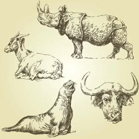 wild animals hand drawing vectors set 