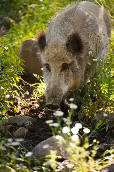 wild boar