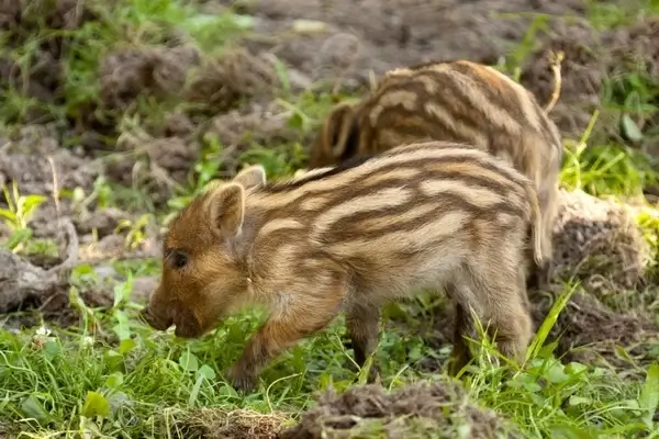 wild boar piglets