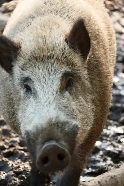 wild boar portrait