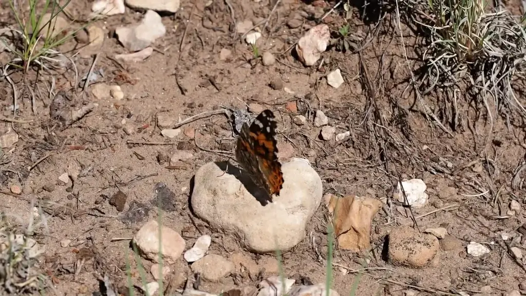wild butterfly in nature