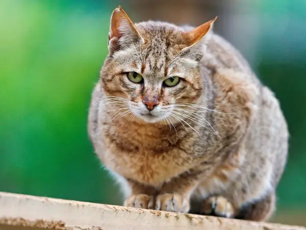 wild cat posing