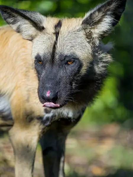 wild dog portrait