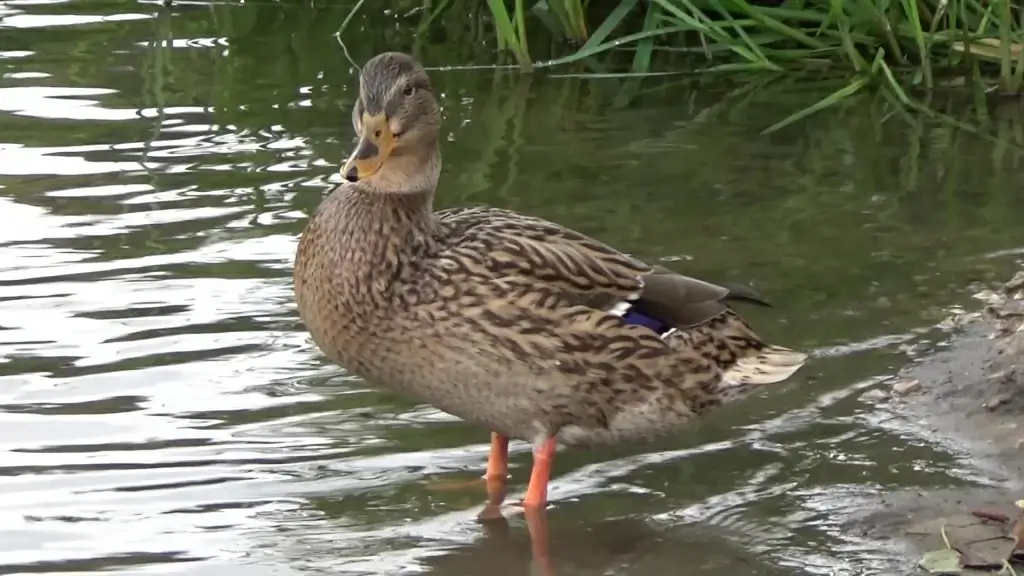 wild duck on calm pond