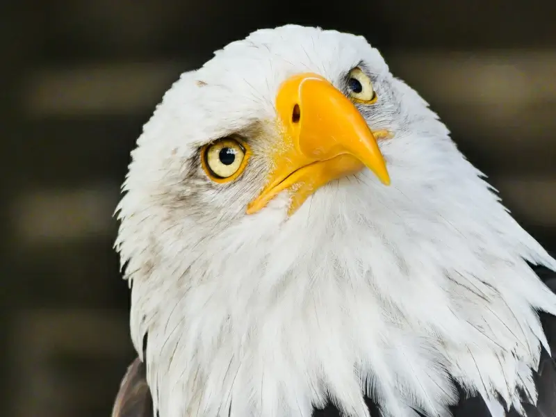 wild eagle picture elegant face closeup 
