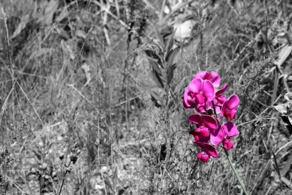 wild flower