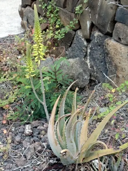 wild flowering aloe vera