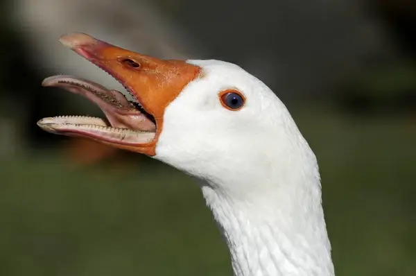 wild goose