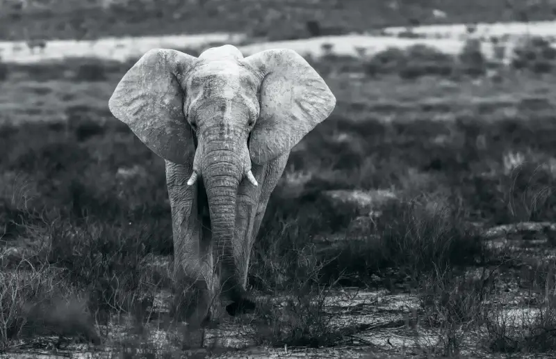 wild life picture classic black white elephant grassland scene