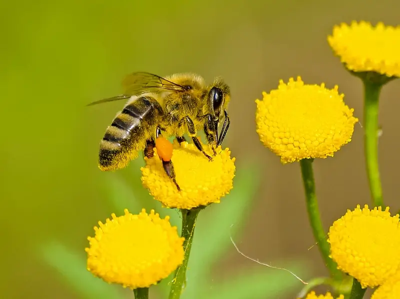 wild life picture closeup honeybee perching blooming floras 