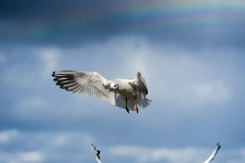 wild life picture dynamic hunting seagull 