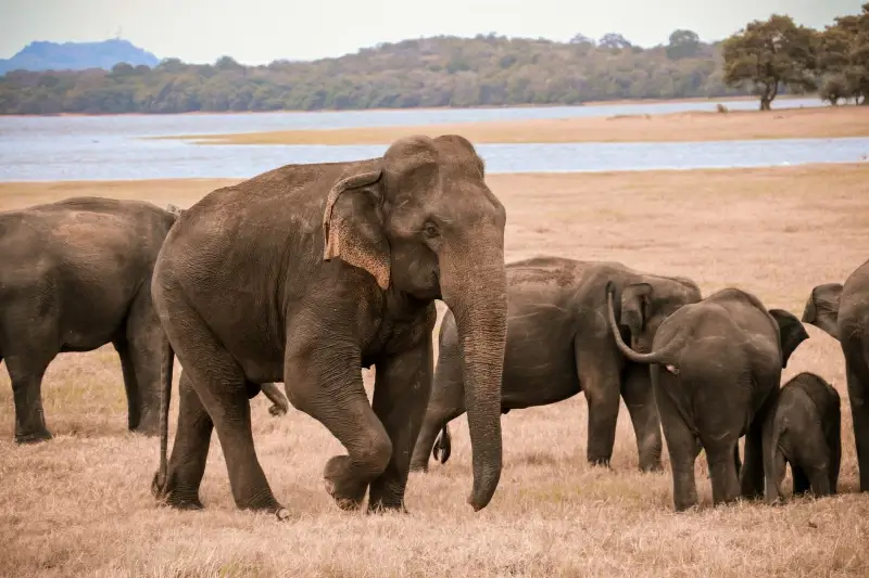 wild life picture realistic elephants herd