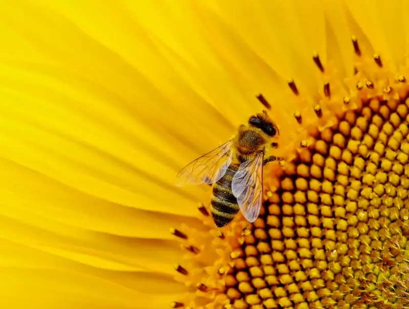 wild nature backdrop picture elegant bee perching petal closeup