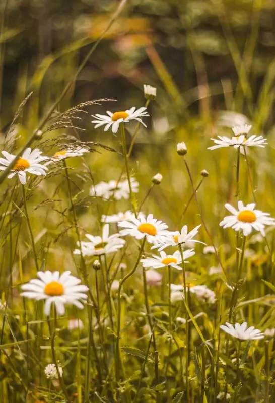 wild nature picture blooming chrysanthemum closeup