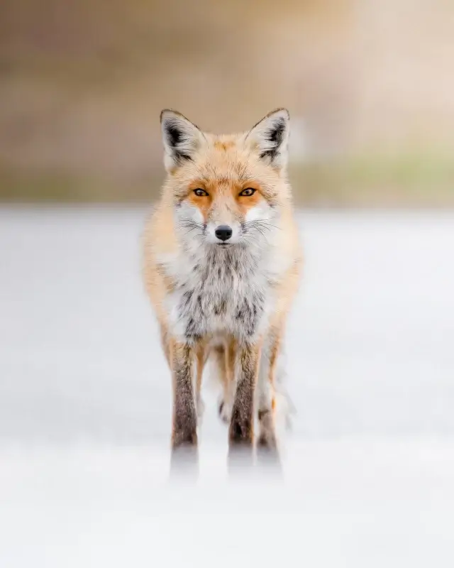 wild nature picture bright fox looking scene