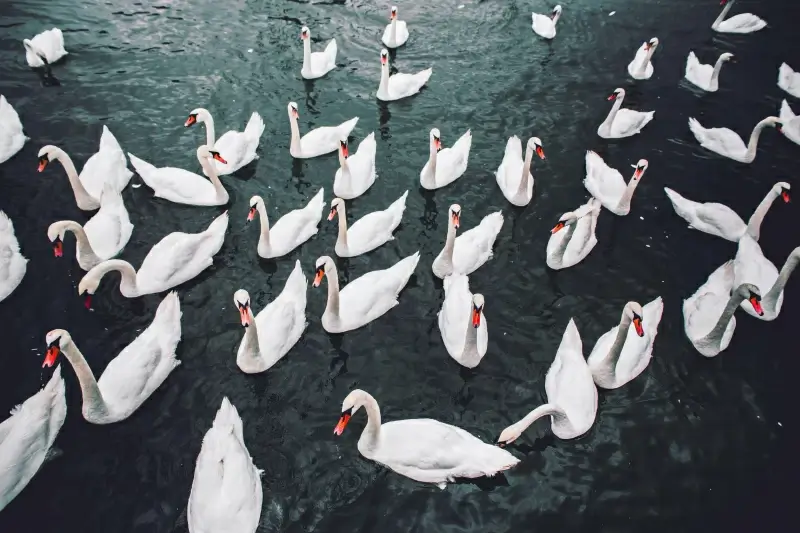 wild nature picture contrast swans flock scene 